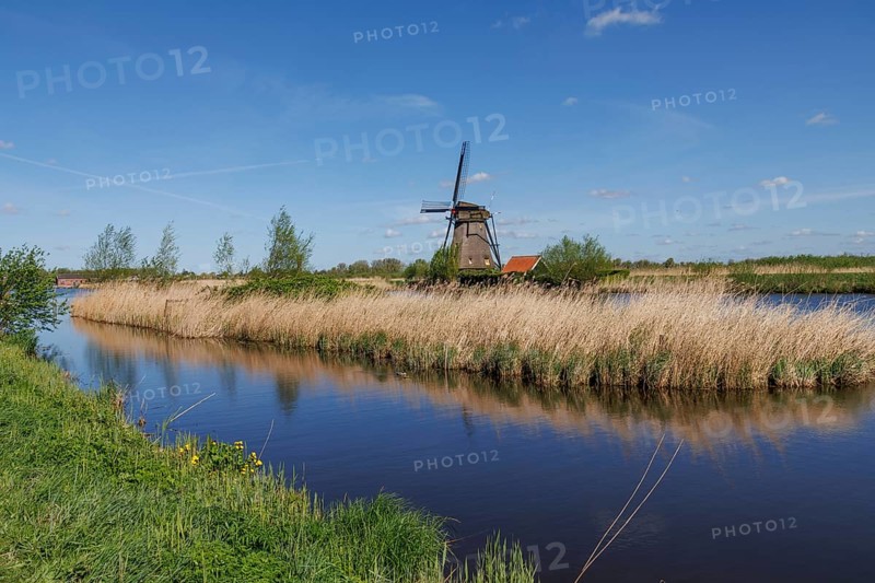 Windmill on the water, surrounded by reeds and meadow under a bright blue sky, historic windmills in front of a blue sky on a canal in the netherlands, kinderdijk, the netherlands