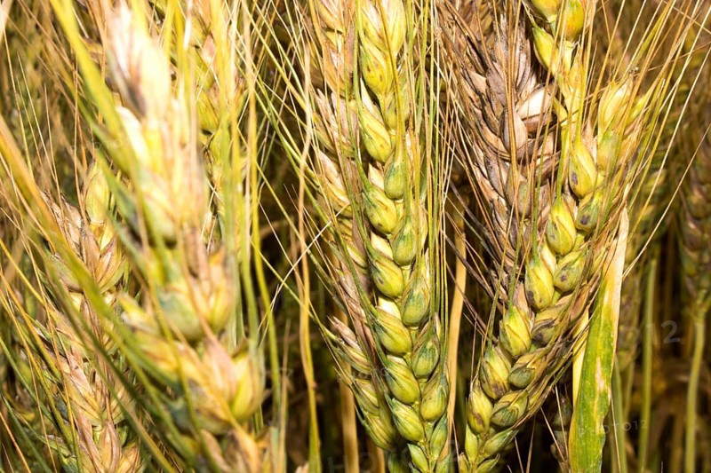 Green wheat field, Green wheat close up, Background of ripening green wheat field