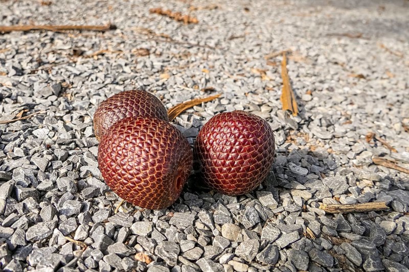 Close-up of hree seed capsules on road surface