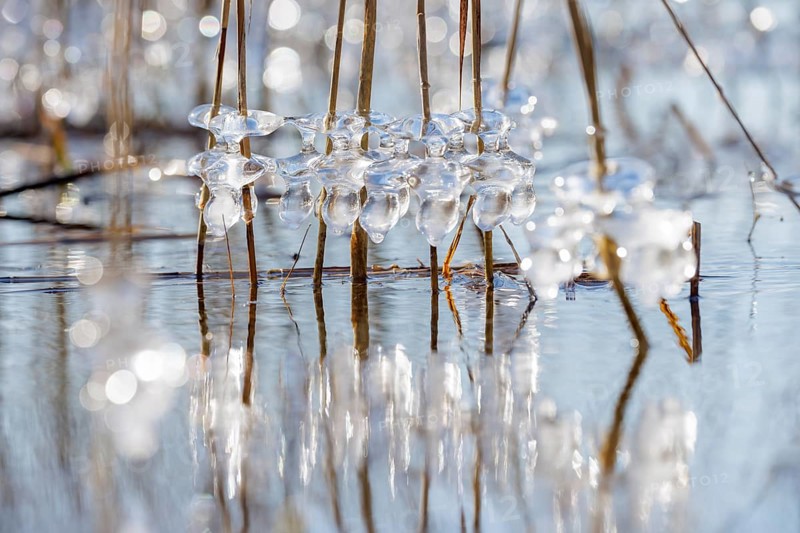 Frozen ice crystals on branches over a wintery body of water in sunlight, Sipplingen, Lake Constance, Baden-Württemberg, Germany, Europe