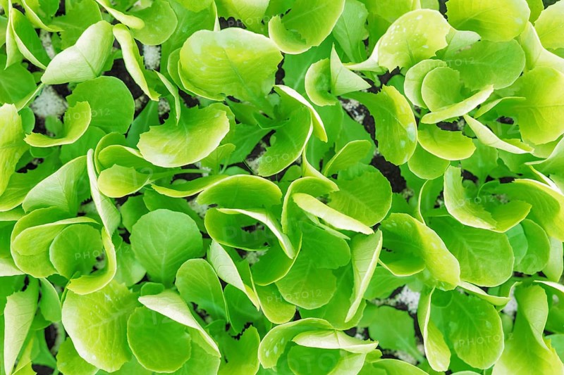 Lettuce seedlings, Green lettuce plants vegetable background. Lettuce farm