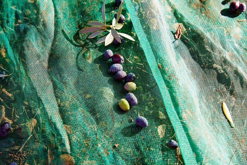 Olives texture in harvest with net at Mediterranean