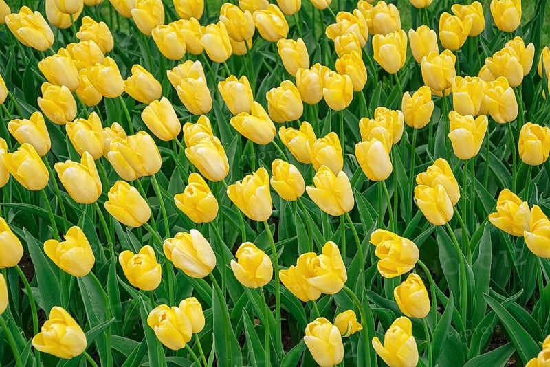 Flowerbed of tulips in the garden. Springtime in Netherlands Lisse, Netherlands
