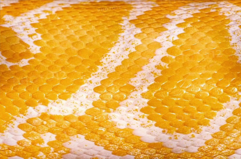 Yellow Python Skin Background Daugavpils, Latvia, Europe