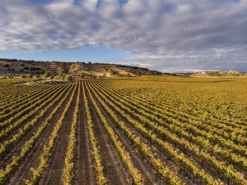 Field of vines, Aranda de Duero, Burgos province, Spain, Europe