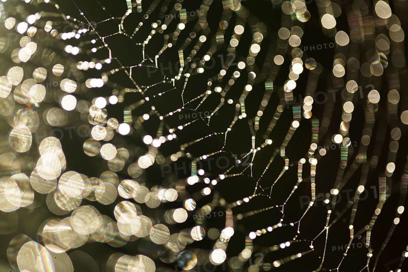 Abstract background from morning dew on a spider web. Nature inspiration