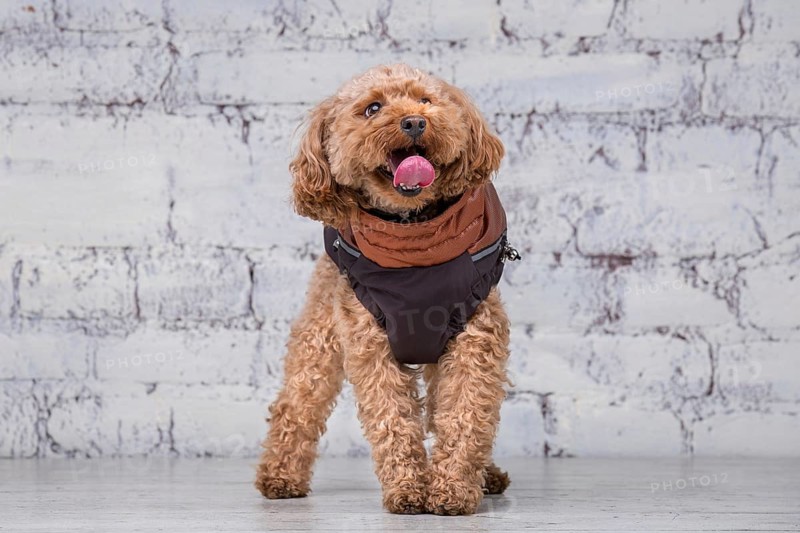 Small funny dog of brown colour with curly hair of toy poodle breed posing in clothes for dogs. Subject accessories and fashionable outfits for pets. Stylish overalls, suit for cold weather for animal