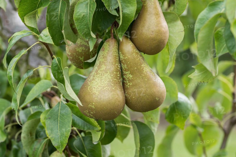 Pear (Pyrus communis 'Conference'), Bundessortenamt Prüfstelle Wurz, Germany, Europe