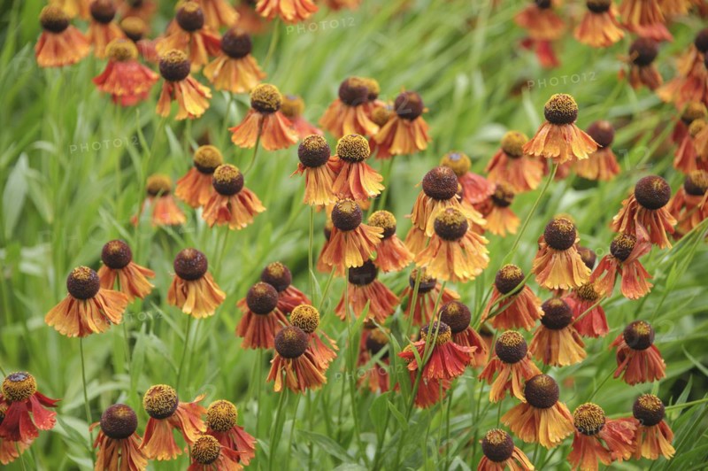 Sunflower (Helenium 'Flammenrad')
