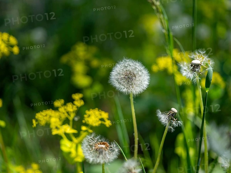 Dandelion (Taraxacum), dandelions, in a meadow, Offenbach am Main, Hesse, Germany, Europe