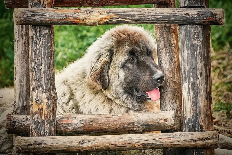 Portrait of Big Dog near the head of Burgas, Bulgaria, Europe
