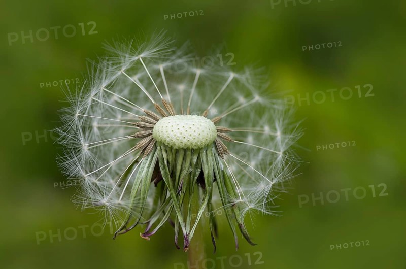 Dandelion dandelion