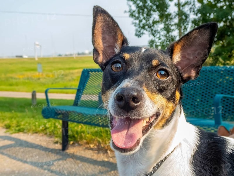 A toy fox terrier dog with short fur stands alert in a park next to a green bench. The dog appears friendly