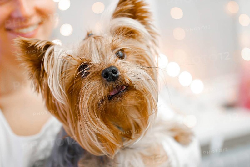 Yorkshire Terrier with a curious head tilt