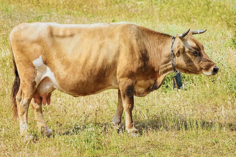Brown Cow Wearing a Cowbell Bulgaria
