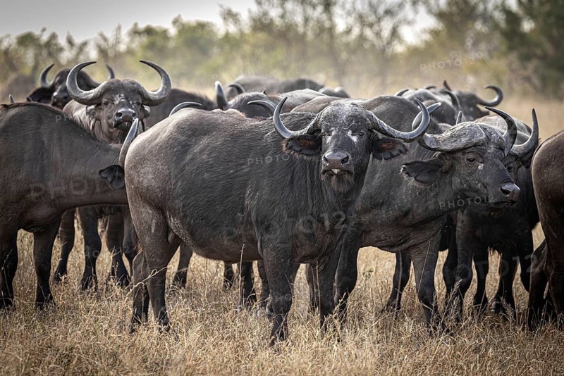 African buffalo (Syncerus caffer), Balule Plains, South Africa, Africa