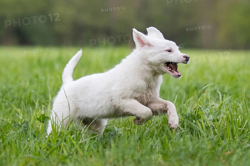 Collie-Labrador mix running in the grass