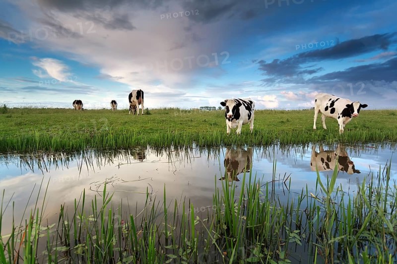 Cows on pasture by river over sunset sky