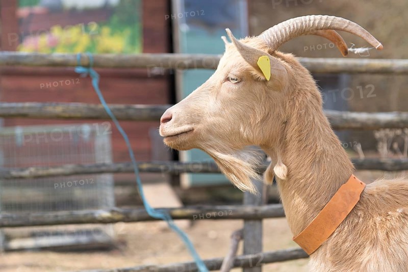 Detail of brown goat outdoor