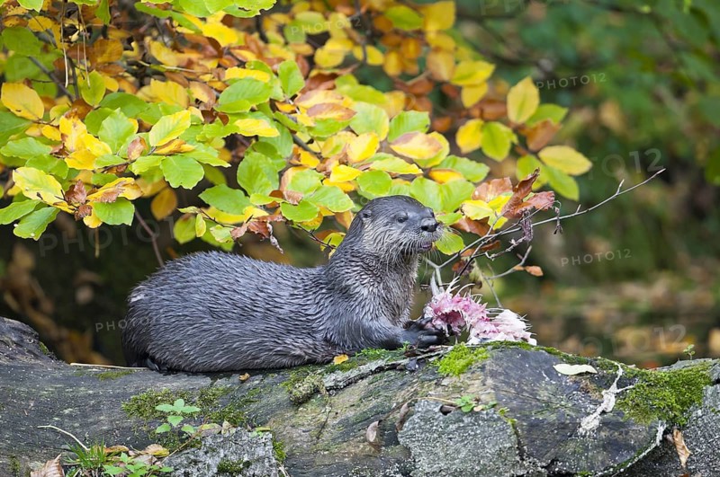European otter (Lutra lutra)