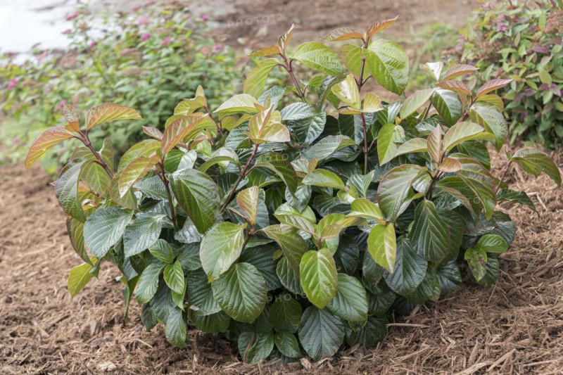 Viburnum SHINY DANCER, Anchers Havecenter, Grand Haven, Michigan, United States of America
