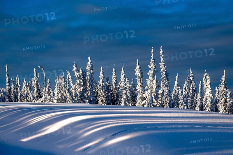 Snow-covered conifers under a clear blue sky with long shadows, Yukon, Canada, North America