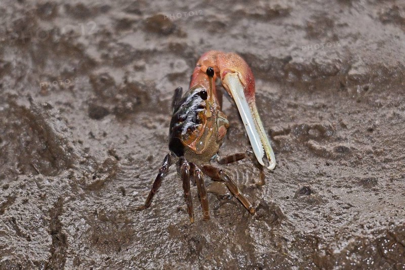 Fiddler crab (Decapoda)