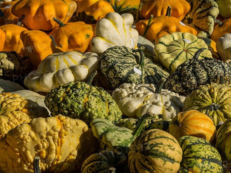 A variety of pumpkins in different colours and shapes, placed together in the picture, borken, münsterland, germany