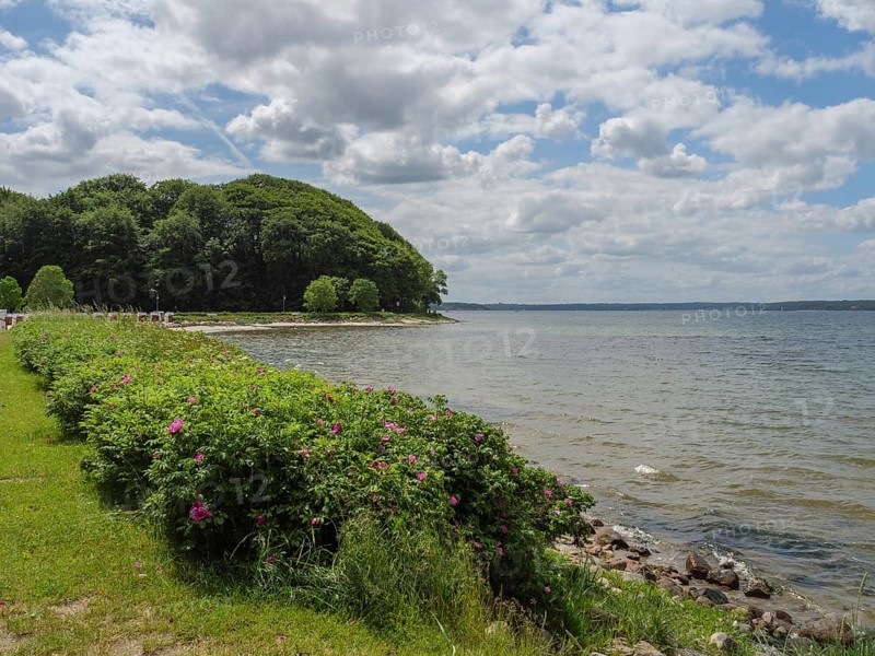 Beautiful coastline with flowering shrubs, forest and cloudy sky, glücksburg, schleswig-holstein, germany