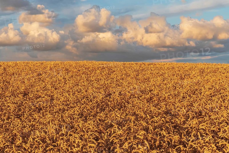Wheat field in the evening light with clouds in Schleswig-Holstein Wheat field at sunset with cumulus clouds in Schleswig-Holstein, Germany. Agricultural summer landscape