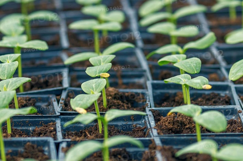 Cucumber Sprouts Greenhouse, Potted Cucumber. Sprouted Cucumber. Spring Seedlings