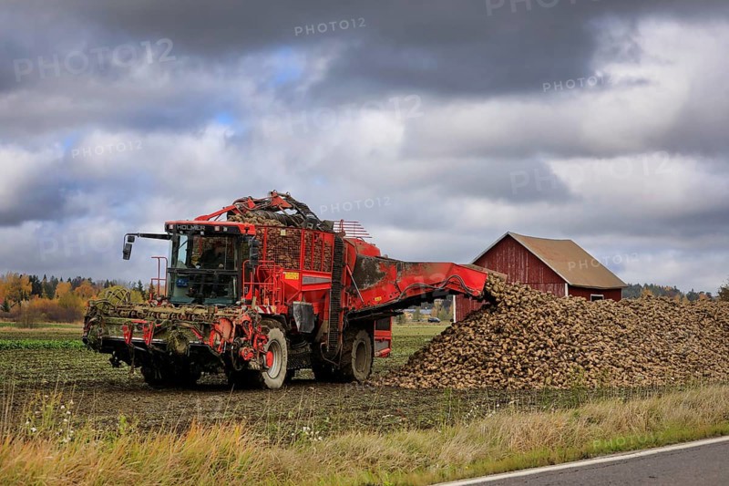 Farmer unloads harvested sugar beet off Holmer Terra Dos T3 beet harvester tank onto a heap on the side of the field. Salo, Finland. October 13, 2022