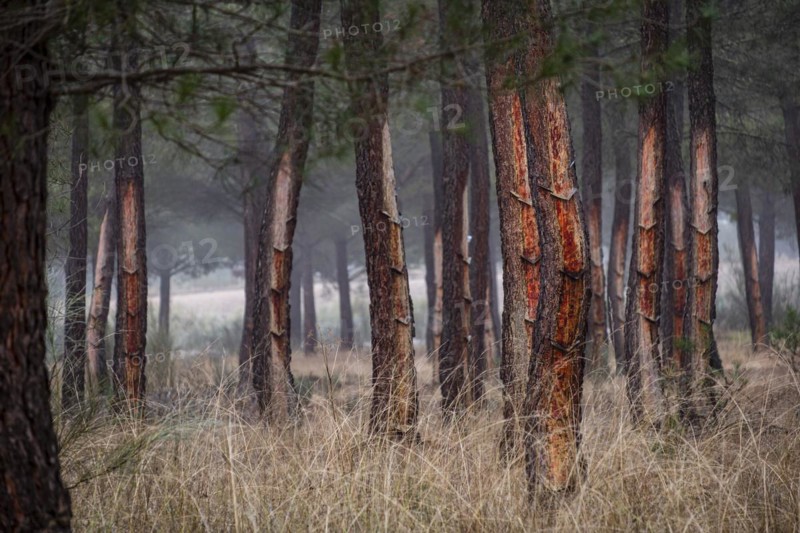 Resin extraction in a Pinus pinaster forest, Montes de Coca, Segovia, Spain, Europe