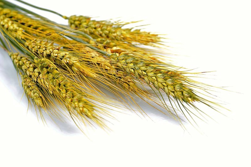 Ripe wheat isolated on white. Close up ears