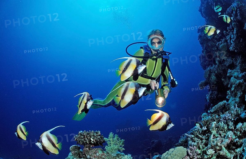 Diver and bannerfish, Red Sea bannerfish, Heniochus intermedius, Egypt, Sha'ab Marksur, Red Sea, Africa