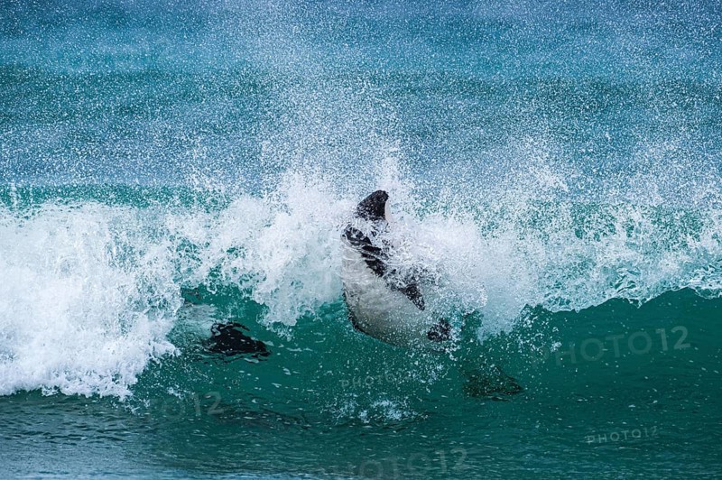 Commerson's dolphins (Cephalorhynchus commersonii), also known as Jacobita or Tonina, surfing in a wave. Pebble Island, Falkland Islands, Great Britain, South Atlantic, South America