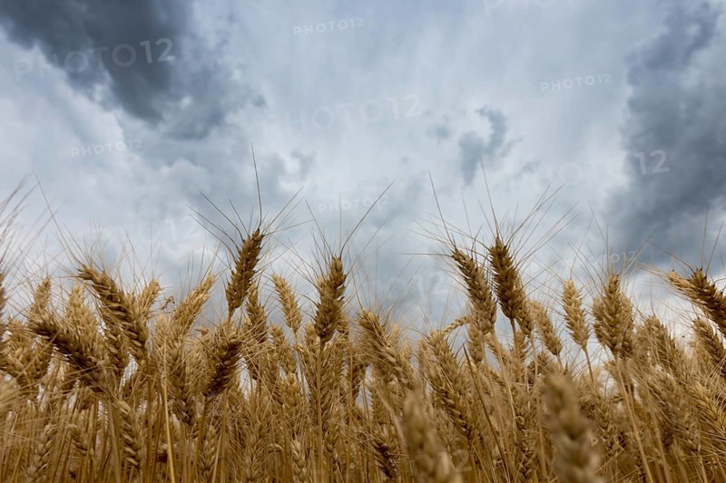Summer wheat field and Storm clouds