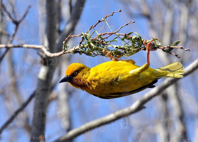 Cape Weaver, Ploceus capensis, a resident breeding bird species endemic to South Africa building a nest