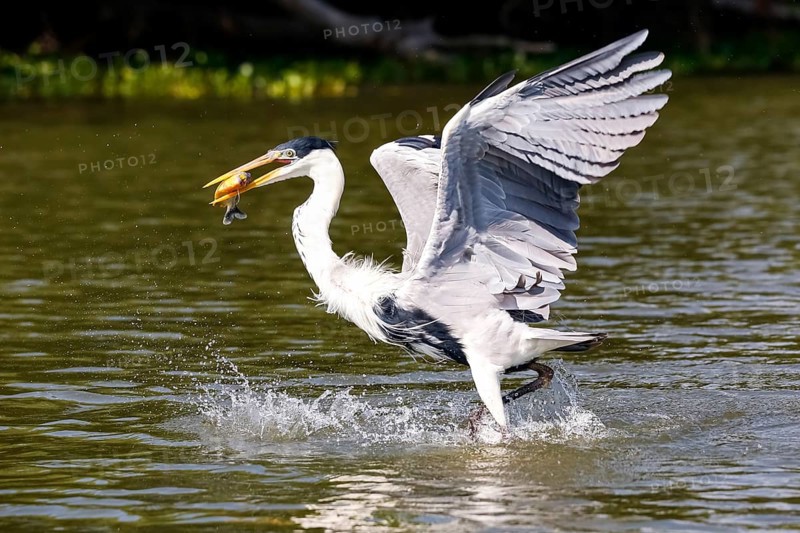 Cocoi heron catching a Pirhana in flight over river surface, Pantanal Wetlands, Mato Grosso, Brazil, South America
