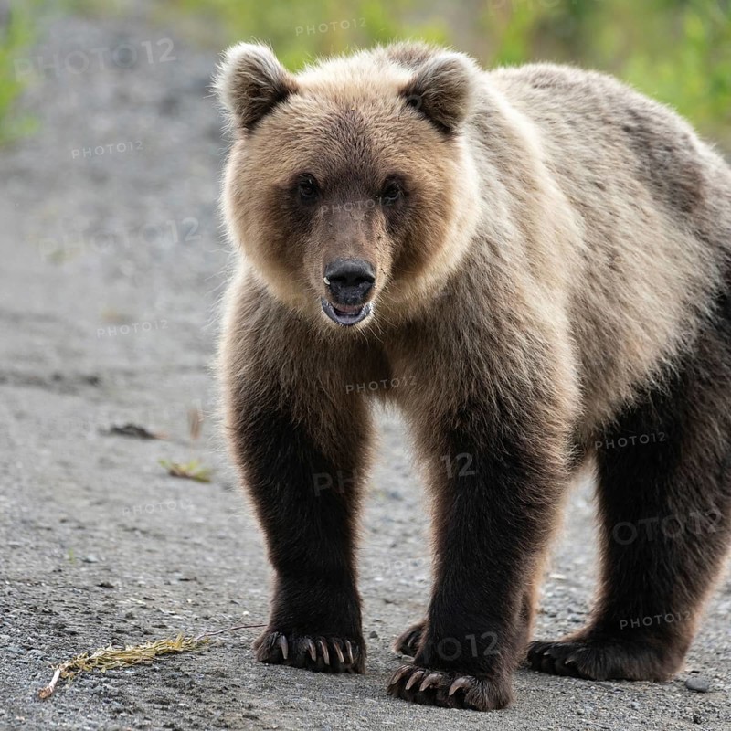 Portrait of terrible hungry Kamchatka brown bear (Ursus arctos piscator) standing, heavily breathing, sniffing and looking at camera. Kamchatka Peninsula, Eurasia, Russian Far East