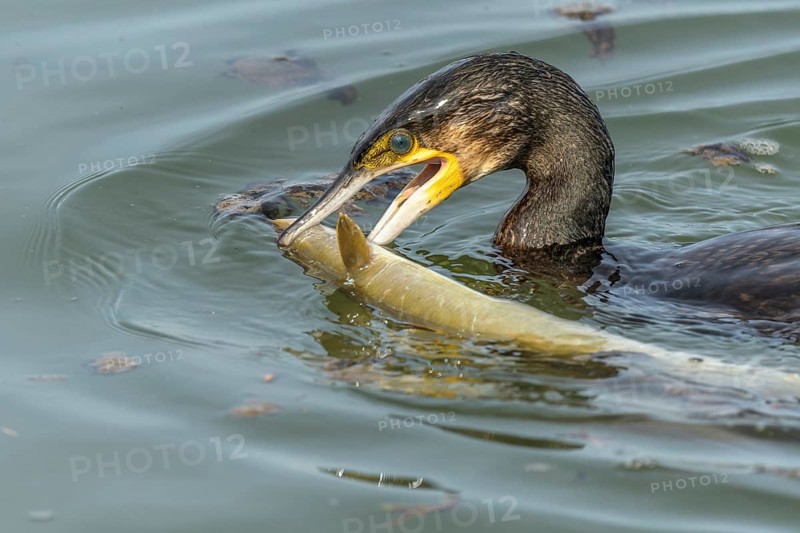 A large eel struggles to escape from a great cormorant (Phalacrocorax carbo)