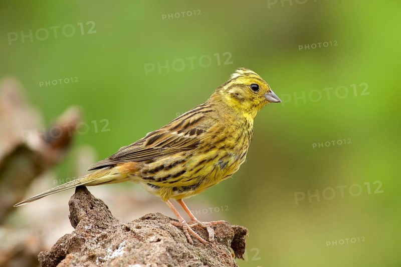 Male Yellowhammer on perch. Male yellowhammer on perch