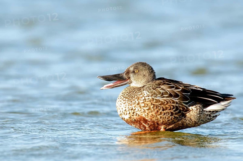 Northern Shoveler in non breeding plumage. Northern shoveler in non-breeding plumage