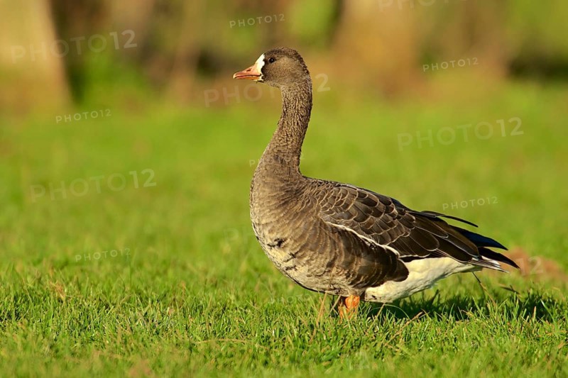 Greater white fronted goose in a field. Greater-White Fronted Geese In a field