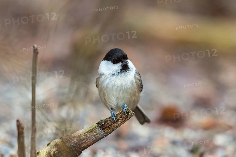 Marsh tit sitting on a tree branch