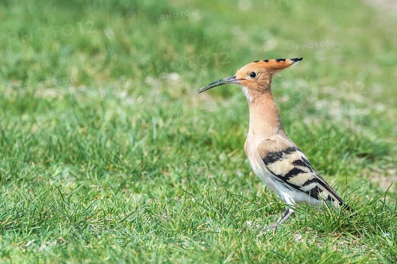 Hoopoe, Common Hoopoe (Upupa epops) Eurasian Hoopoe