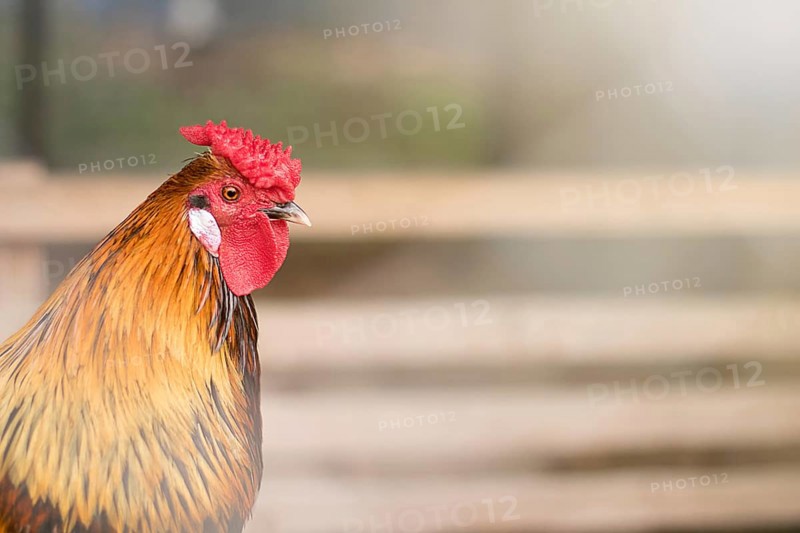 Organic chicken farm. Rooster outdoors at springtime. Rooster authentic farm