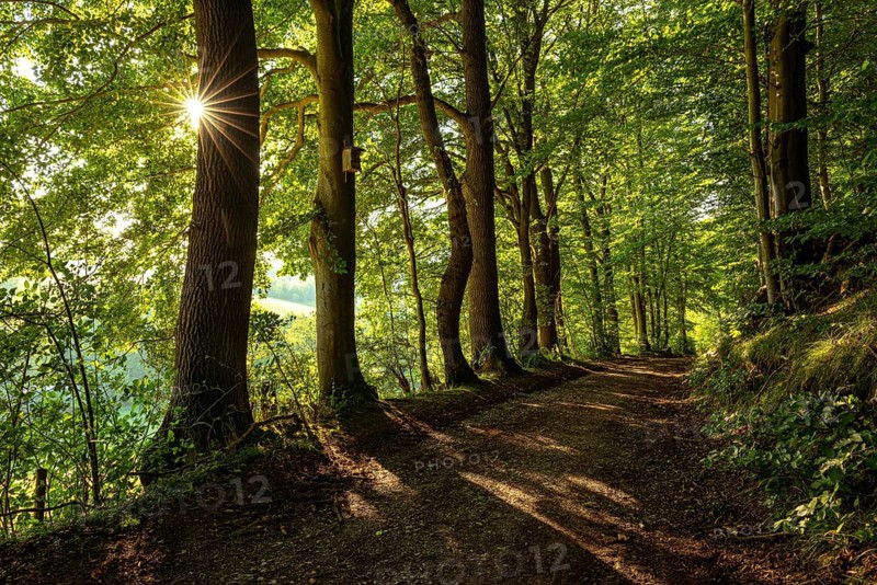 A quiet forest path in the evening light, with star-shaped sunbeams breaking through the leaves of old trees and casting long shadows, Bad Pyrmont, Lower Saxony, Germany, Europe