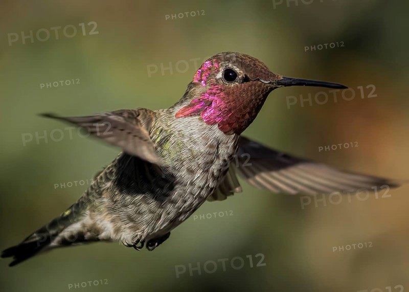 Hummingbird in Flight, Color Image, Northern California, USA, North America