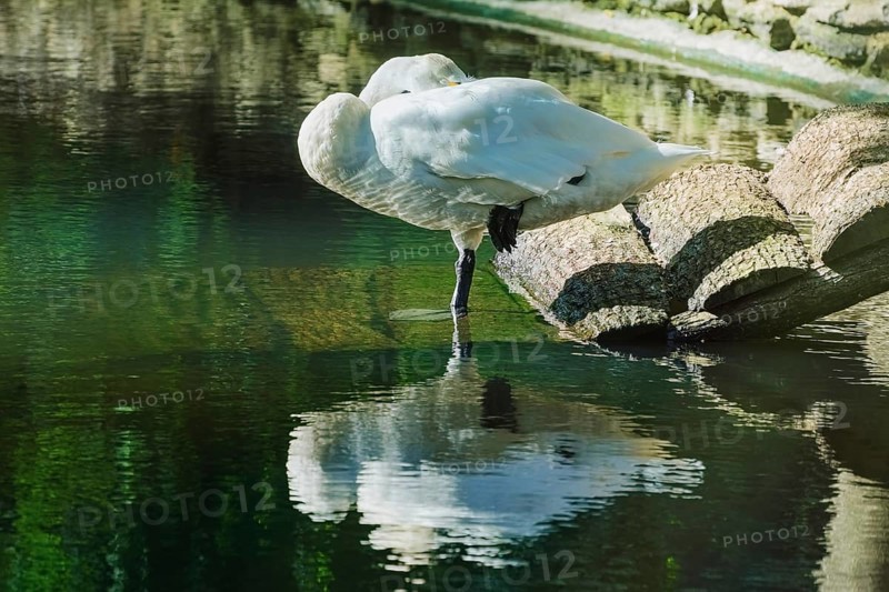 White Swan is Sleeping Standing on One Leg Varna, Bulgaria, Europe